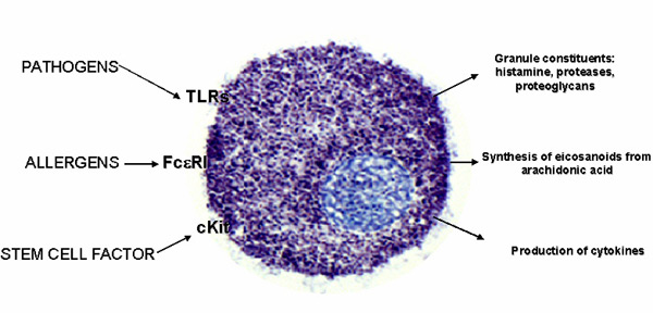 Figure 1. Mast cells are activated primarily through the IgE receptor (FceRI) by allergens to cause rapid release of granules (stained blue) that contain histamine, potent proteases, and proteoglycans such as heparin. Other responses include rapid production of arachidonic acid-derived prostaglandins and leukotrienes. At later stages, numerous inflammatory cytokines and chemokines are produced as a result of gene transcription. As we have shown, these responses are markedly augmented by pathogenic ligands of Toll-like receptors (TLR) and the growth factor, Kit ligand also known as stem cell factor.