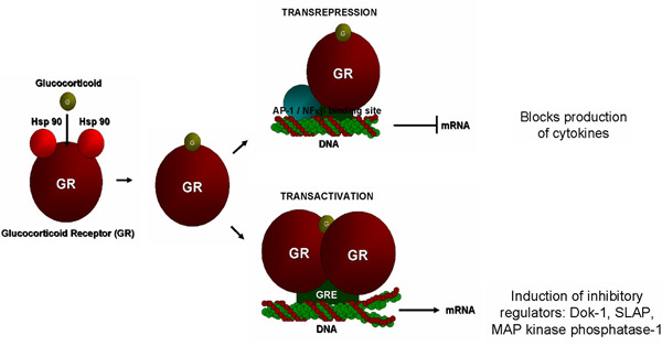 Figure 2. Glucocorticoids act through the glucocorticoid receptor which may remain as a monomer and thereby interact with transcription factors to inhibit transcription of cytokine genes (transrepression) or they can dimerize and thereby interact with glucocorticoid response elements (GRE) to induce transcription of genes (transactivation) for metabolic enzymes and, as we have now shown, inhibitory regulators of signaling processes in mast cells. The latter observation has broadened our understanding of the mechanisms of action of glucocorticoids in allergic disease.