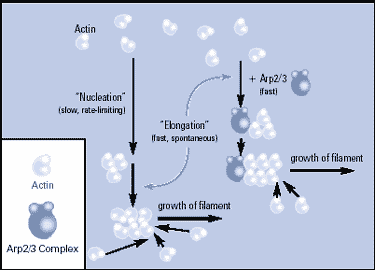 chart showing how the Arp 2/3 Complex helps a cell form actin filaments