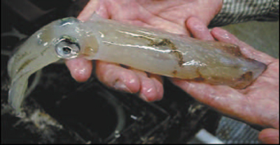 photo of human hands holding a squid