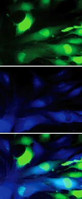 cells died with blue and green fluorescent dyes