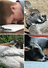 Montage of sleeping animals