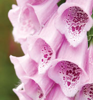 The poisonous foxglove plant is harvested to produce digoxin, a drug used to treat heart failure.