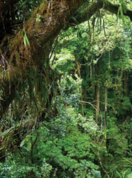 Photo of a rainforest