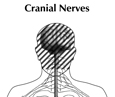 Drawing of a head showing the location of the cranial nerves with the label 