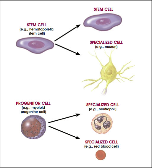 Distinguishing Features of Progenitor/Precursor Cells and Stem Cells