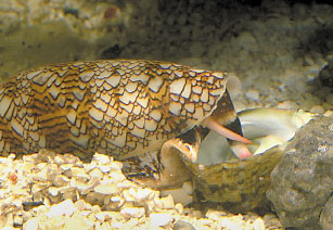 photo of a Cone Snail