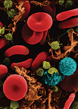 microscope image of wound cells