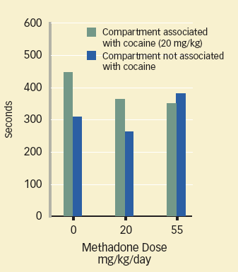 Bar Graph of Cocaine seeking diminished in the absence of methadone