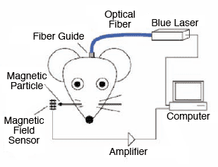 Optical Fiber Graphic