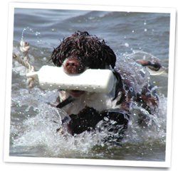 Portuguese Water Dogs are skilled working dogs and great pets 
