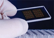 Scientists use DNA chips like this one to measure gene activity.