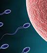 sperm and egg thumbnail image