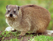 Surprise! Gene studies suggest that the hyrax is the closest living relative to an elephant. Butte expects to uncover genomic surprises about health and disease.