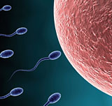 sperm and egg image