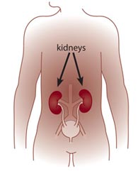 Blood vessels in your kidneys (located near the center of your back) filter your blood to remove wastes. Damage to these blood vessels can cause wastes to build up in the body.