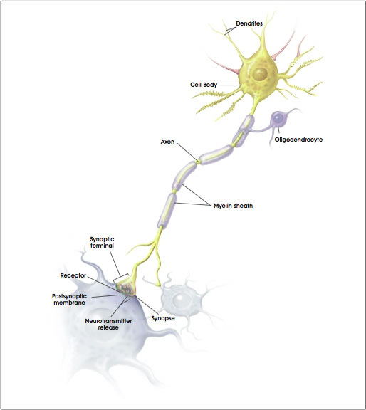the Neuron