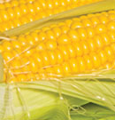 Some genetic variants of corn are rich in
vitamin A.
