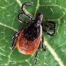 Shrews carry Lyme disease ticks, new
research shows.