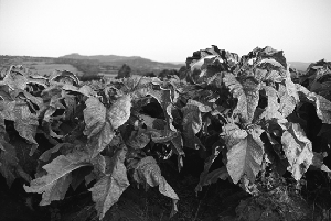 Photo of tobacco plants