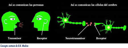 How the brain communicates diagram