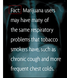 Fact: Marijuana users may have many of the same respiratory problems that tobacco smokers have, such as chronic bronchitis and inflamed sinuses.