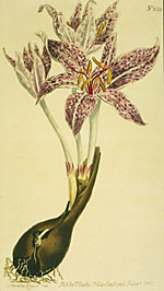 Colchicine, a treatment for gout, was originally derived from the stem and seeds of the meadow saffron (autumn crocus).