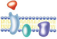 A hormone (red) encounters a receptor
(blue) in the membrane of a cell.
