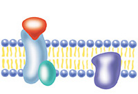 A G protein (green) becomes activated
and makes contact with the receptor to which the hormone is attached.
