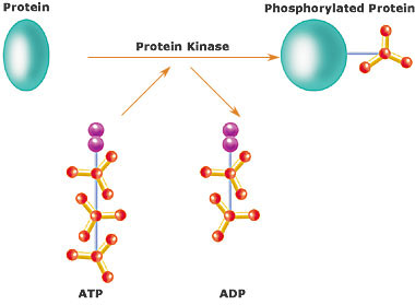 Kinases are enzymes that add phosphate groups (red-yellow structures) to proteins (green), assigning the proteins a code. In this reaction, an intermediate molecule called ATP (adenosine triphosphate) donates a phosphate group from itself, becoming ADP (adenosine diphosphate).