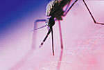 Drugs used to treat bone ailments may be useful for treating infectious diseases like malaria.