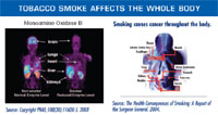 Tobacco smoke affects the whole body