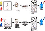 The Promise of Stem Cell Research II