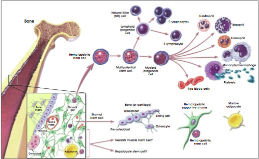 Hematopoietic and Stromal Stem Cell Differentiation