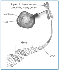 This drawing shows a body cell with a nucleus in the center.  A close-up of the nucleus shows a pair of chromosomes.  A close-up of one chromosome shows a strand of DNA.  One section of the DNA strand is labeled as a gene.