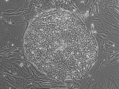 Phase image of cell line SA02