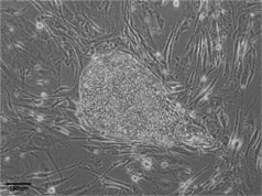 Phase image of cell line WA01