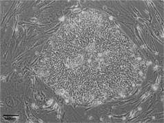 Phase image of cell line WA09