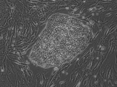 Phase image of cell line ES02