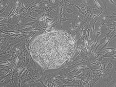Phase image of cell line ES05