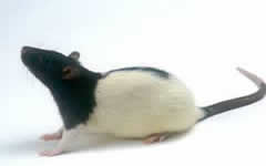 Image of a mouse