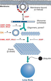 Dynamic aggregation processes of alpha-synuclein. 