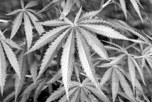 Photograph of a Marijuana Leaf