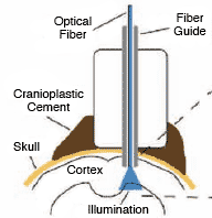 Optical Fiber Graphic
