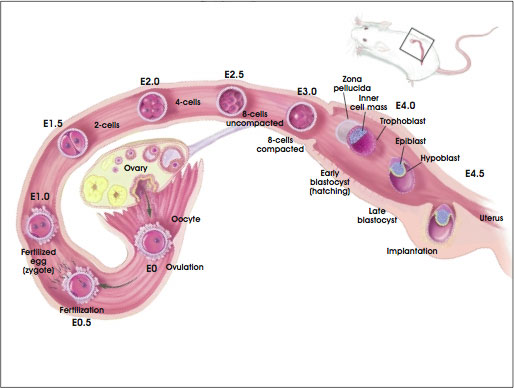 Development of the Preimplantation Blastocyst in Mice from Embryonic Day 0 (E0) Through Day 5 (E5.0)