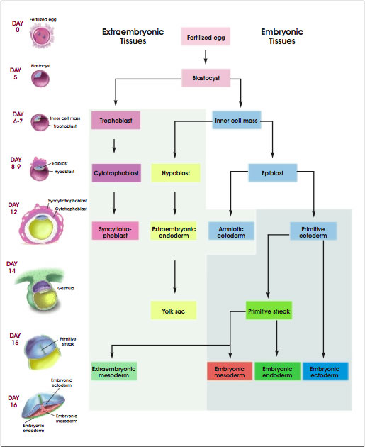 Development of Human Embryonic Tissues