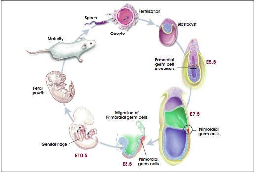 Development of Mouse Embryonic Primordial Germ Cells