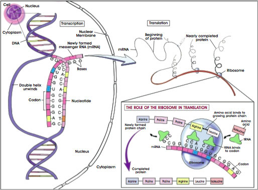 Gene Transcription, Translation, and Protein Synthesis.