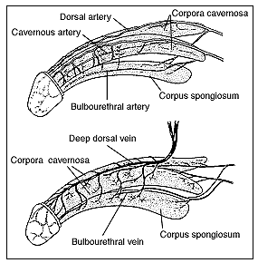 Two drawings of the penis: the top one showing the arteries of the penis and the bottom one showing the veins of the penis. The top drawing contains labels for the cavernous artery, dorsal artery, corpora cavernosa, bulbourethral artery, and corpus.