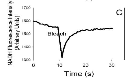 ED-FRAP and Intact Cardiac Myocytes